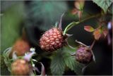 Rubus idaeus. Созревающий плод. Московская обл., Раменский р-н, окр. дер. Хрипань, садовый участок. 29.06.2026.