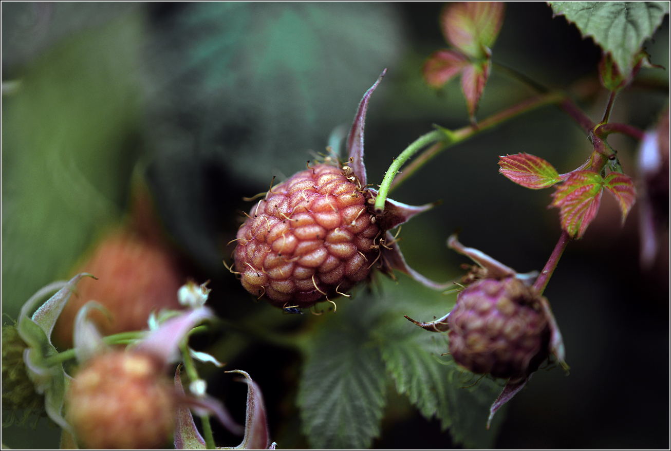Изображение особи Rubus idaeus.