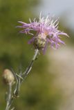 Centaurea caprina