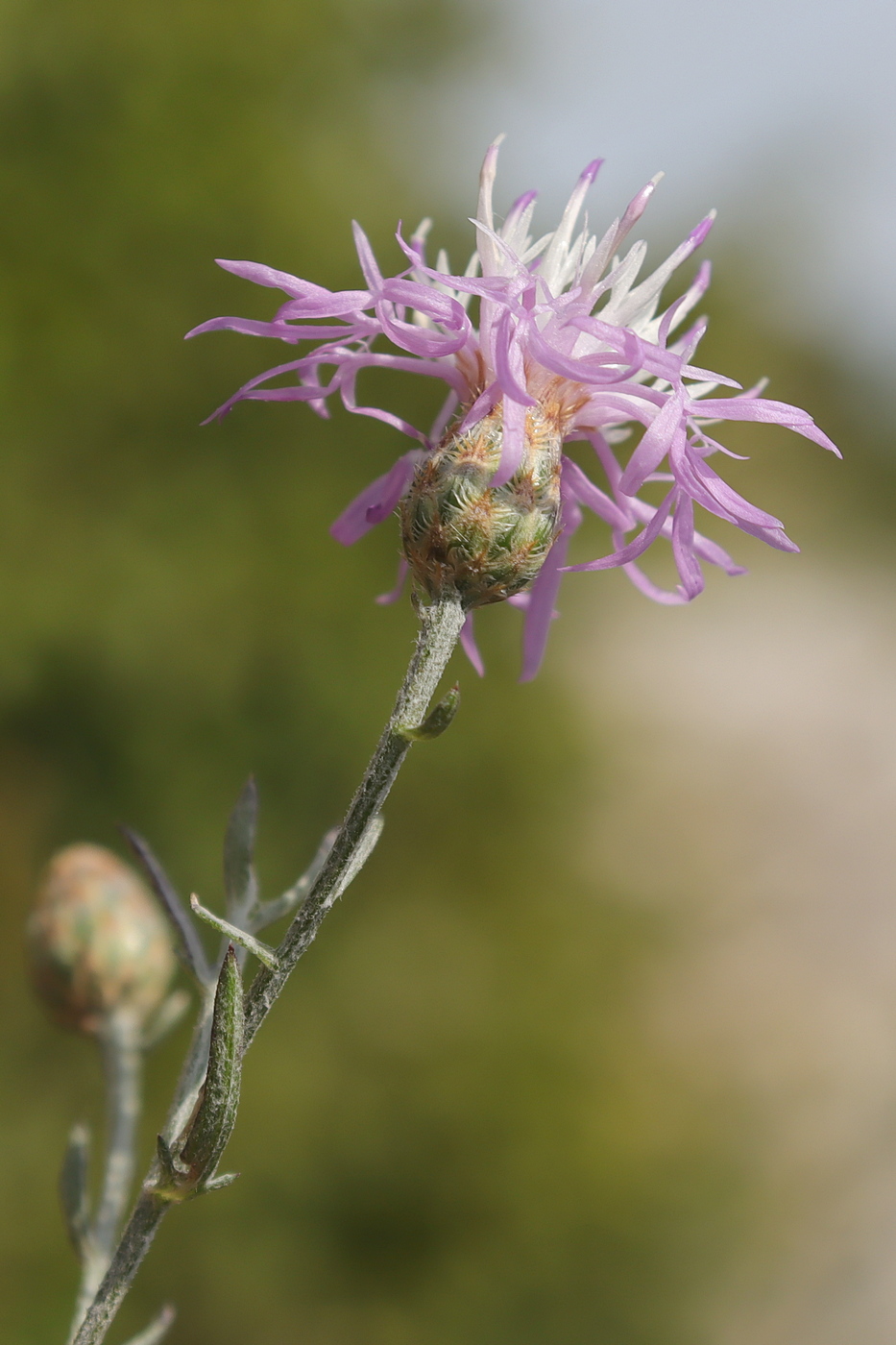 Image of Centaurea caprina specimen.