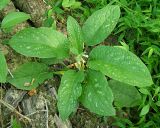 Symphytum grandiflorum. Цветущее растение. Краснодарский край, муниципальное образование город-курорт Сочи, Адлерский р-н, Кудепстинский сельский округ, окр. пос. Дубравный, Кудепстинский дендропарк, широколиственный лес. 05.07.2024.