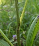 Veratrum nigrum. Часть стебля с черешком листа. Тульская обл., Заокский р-н, памятник природы Зелёная зона дер. о. Велегож, лесная опушка. 09.08.2026.