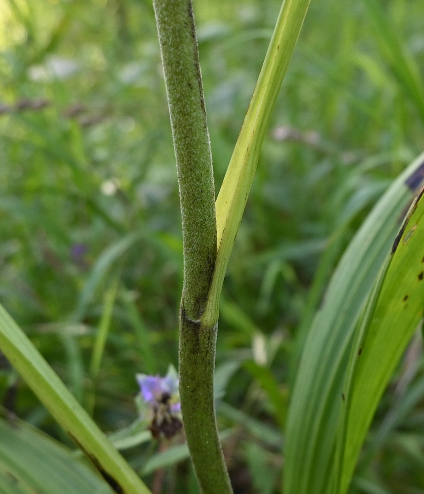 Image of Veratrum nigrum specimen.