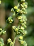 View full-size image Cyclachaena xanthiifolia