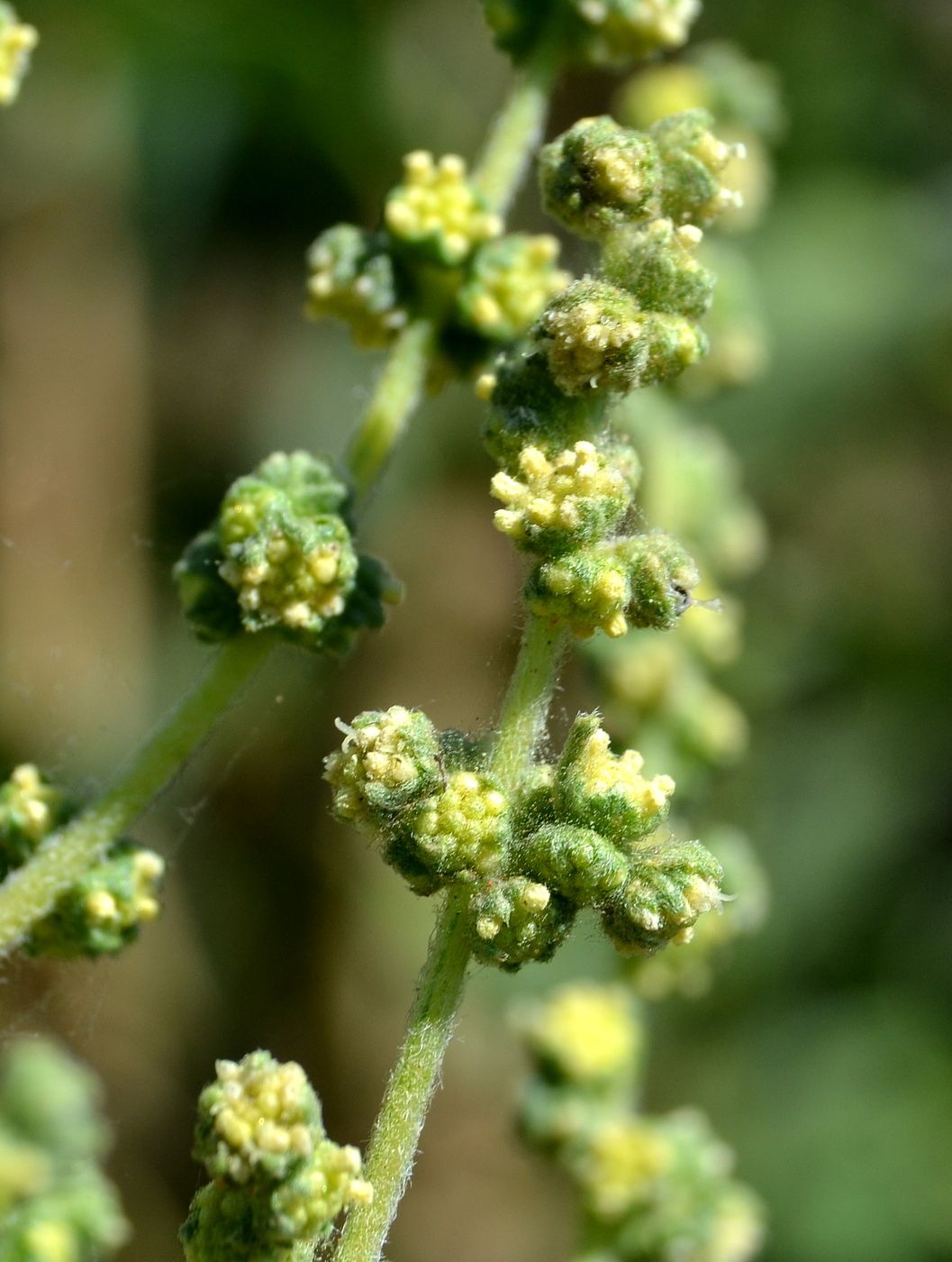 Image of Cyclachaena xanthiifolia specimen.