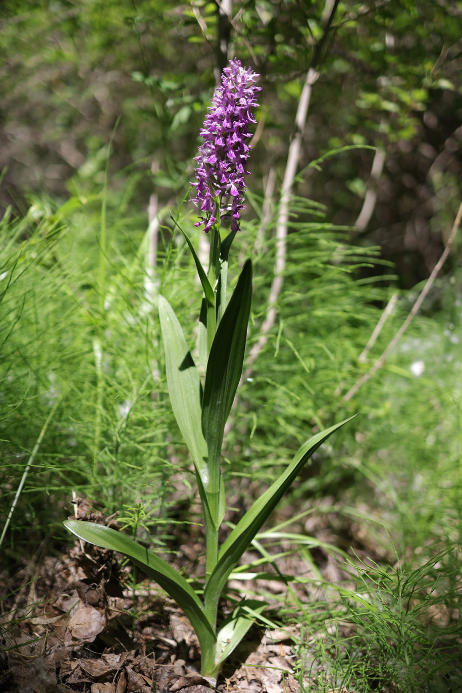 Изображение особи Dactylorhiza umbrosa.