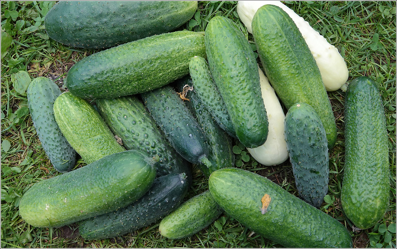 Image of Cucumis sativus specimen.
