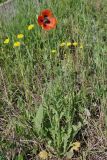 Papaver laevigatum