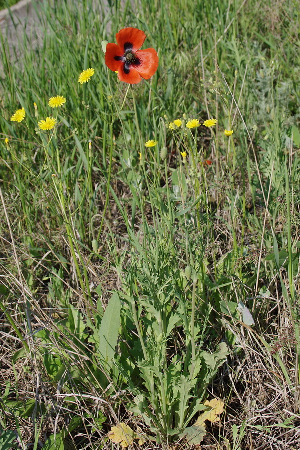 Изображение особи Papaver laevigatum.