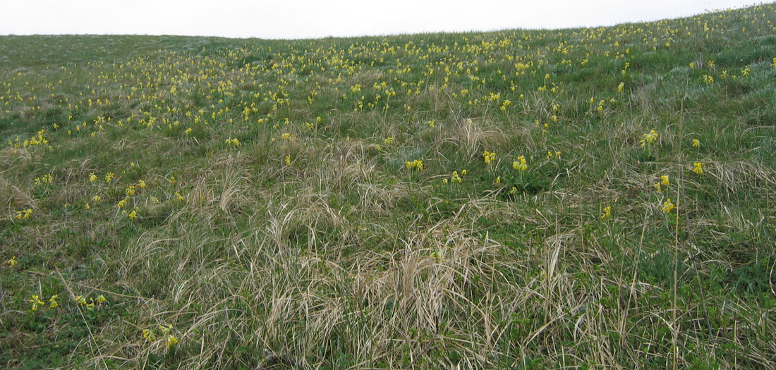 Image of Primula macrocalyx specimen.