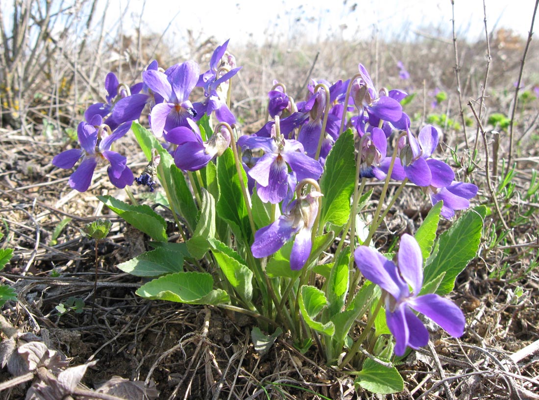 Изображение особи Viola ambigua.