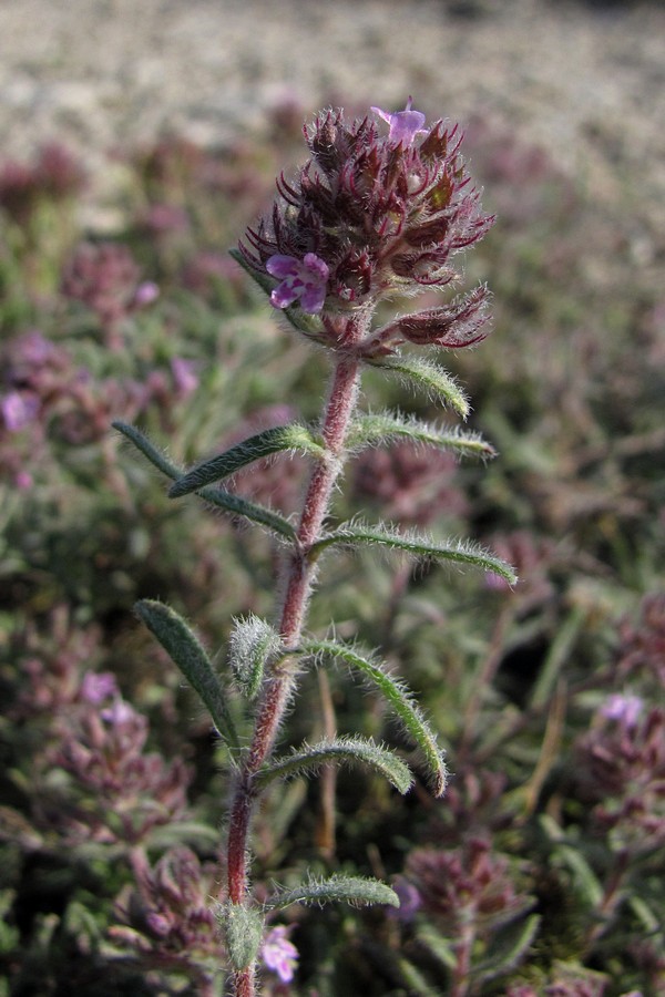 Image of Thymus tauricus specimen.