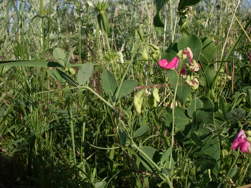 Изображение особи Lathyrus tuberosus.