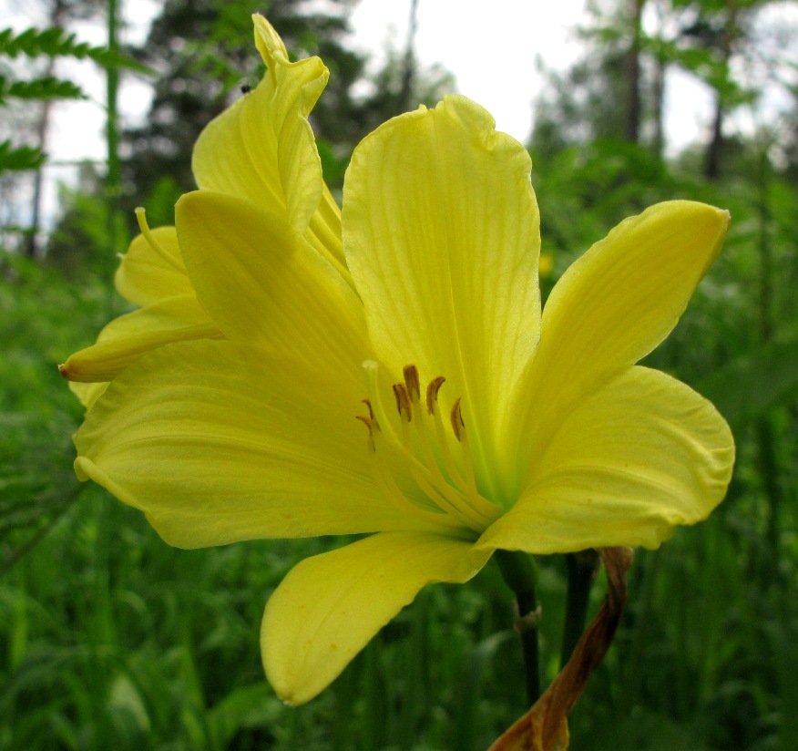 Image of Hemerocallis lilio-asphodelus specimen.