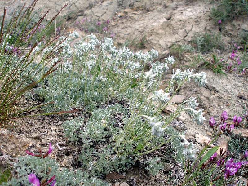 Изображение особи Artemisia caucasica.