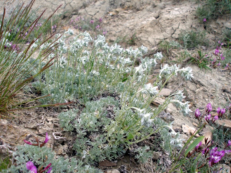 Image of Artemisia caucasica specimen.