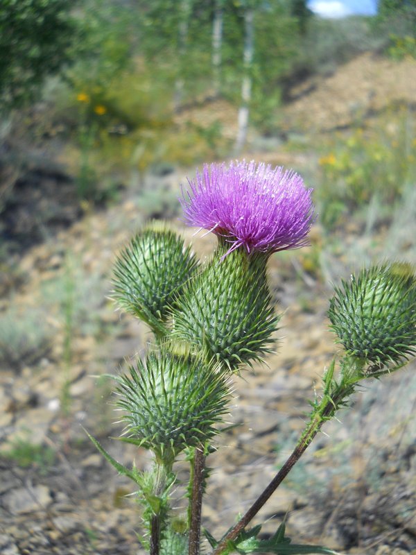 Image of Cirsium vulgare specimen.