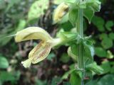 Salvia glutinosa