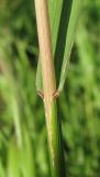 Bromopsis inermis. Часть побега с отходящим листом. Окр. Архангельска, луг близ реки. 13.08.2011.