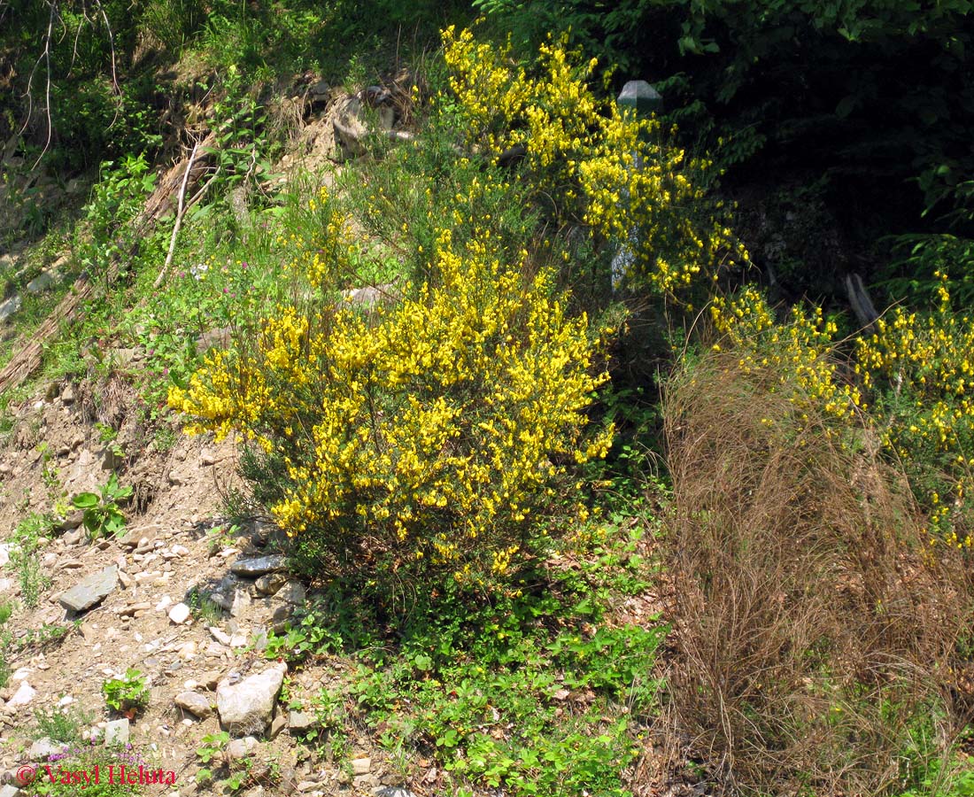 Изображение особи Sarothamnus scoparius.