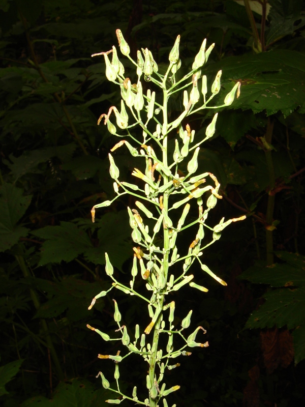 Image of Lactuca raddeana specimen.