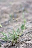 Erodium cicutarium. Плодоносящее растение. Таджикистан, заповедник \"Тигровая балка\", кордон \"Дарё-Куль\". 16.04.2011.