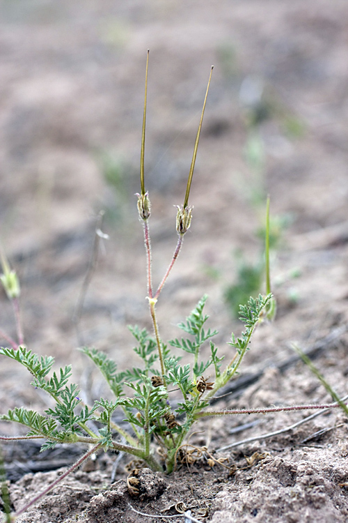 Изображение особи Erodium cicutarium.