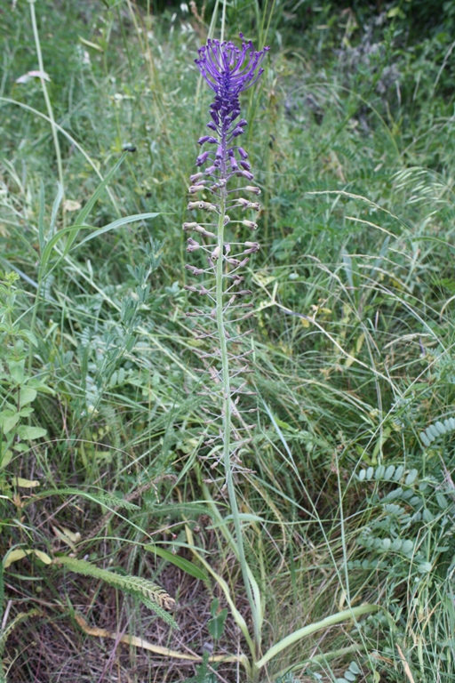 Изображение особи Leopoldia comosa.