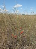 Asparagus officinalis