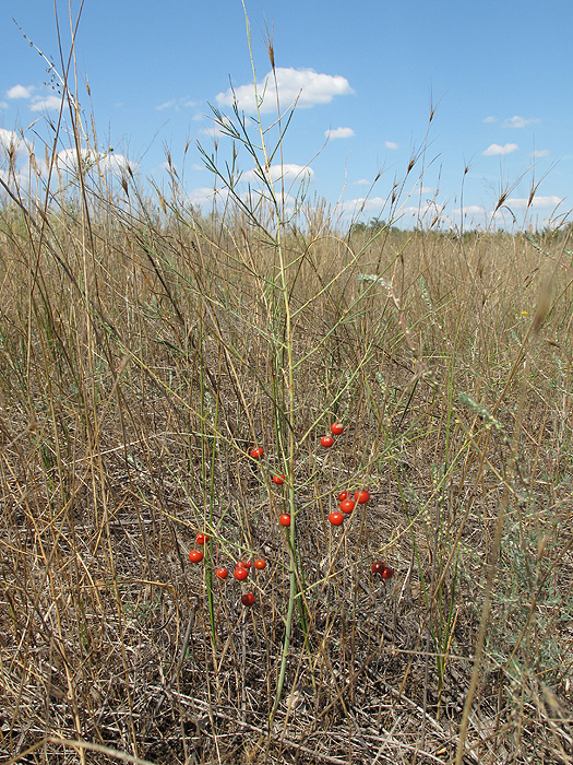 Изображение особи Asparagus officinalis.