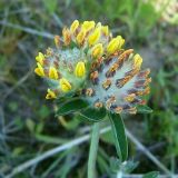 Anthyllis vulneraria