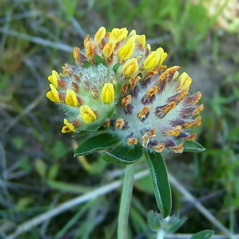 Image of Anthyllis vulneraria specimen.