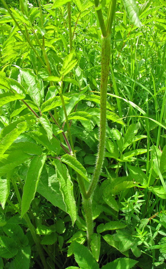 Image of Chaerophyllum aromaticum specimen.