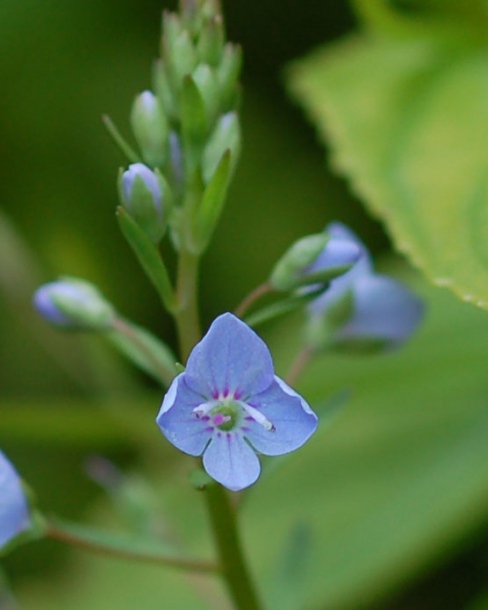 Image of Veronica americana specimen.