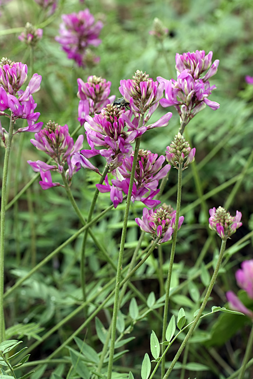 Изображение особи семейство Fabaceae.