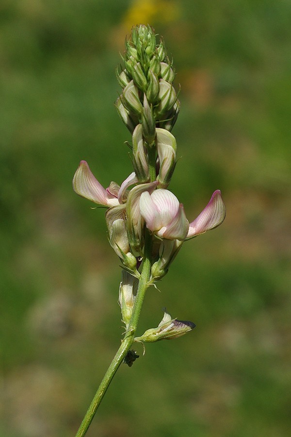 Изображение особи Hedysarum taschkendicum.