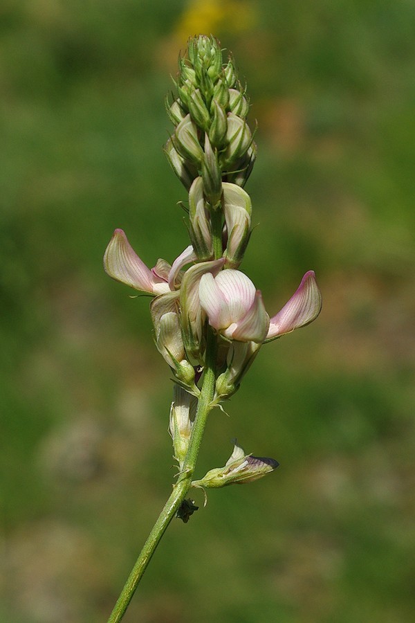 Image of Hedysarum taschkendicum specimen.