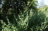 Nepeta cataria