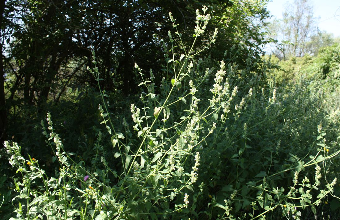 Изображение особи Nepeta cataria.