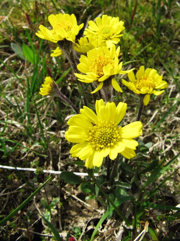 Image of Tephroseris atropurpurea specimen.