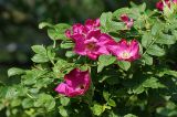 Rosa rugosa. Побеги с цветками. Московская обл., Раменский р-н, окрестности д. Хрипань, дачный участок. 21.06.2008.