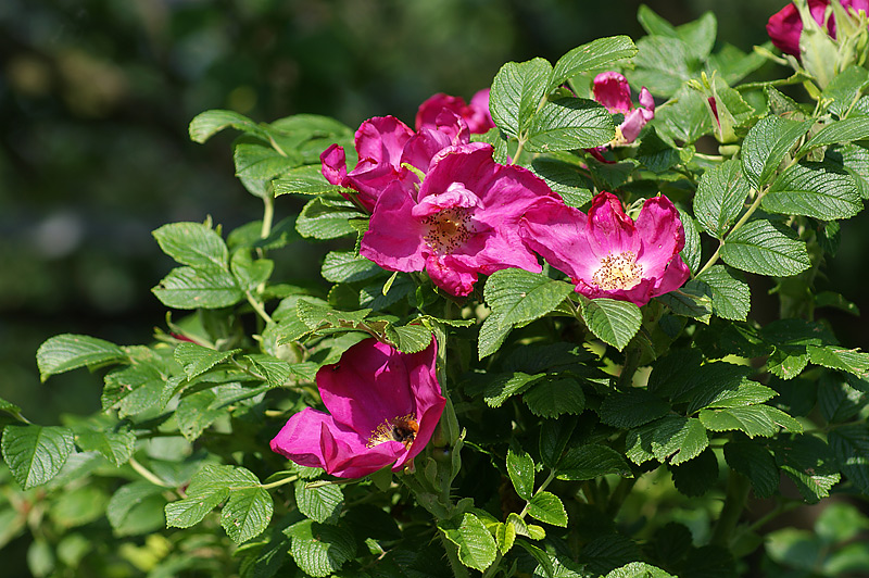 Image of Rosa rugosa specimen.