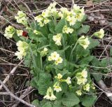 Primula elatior