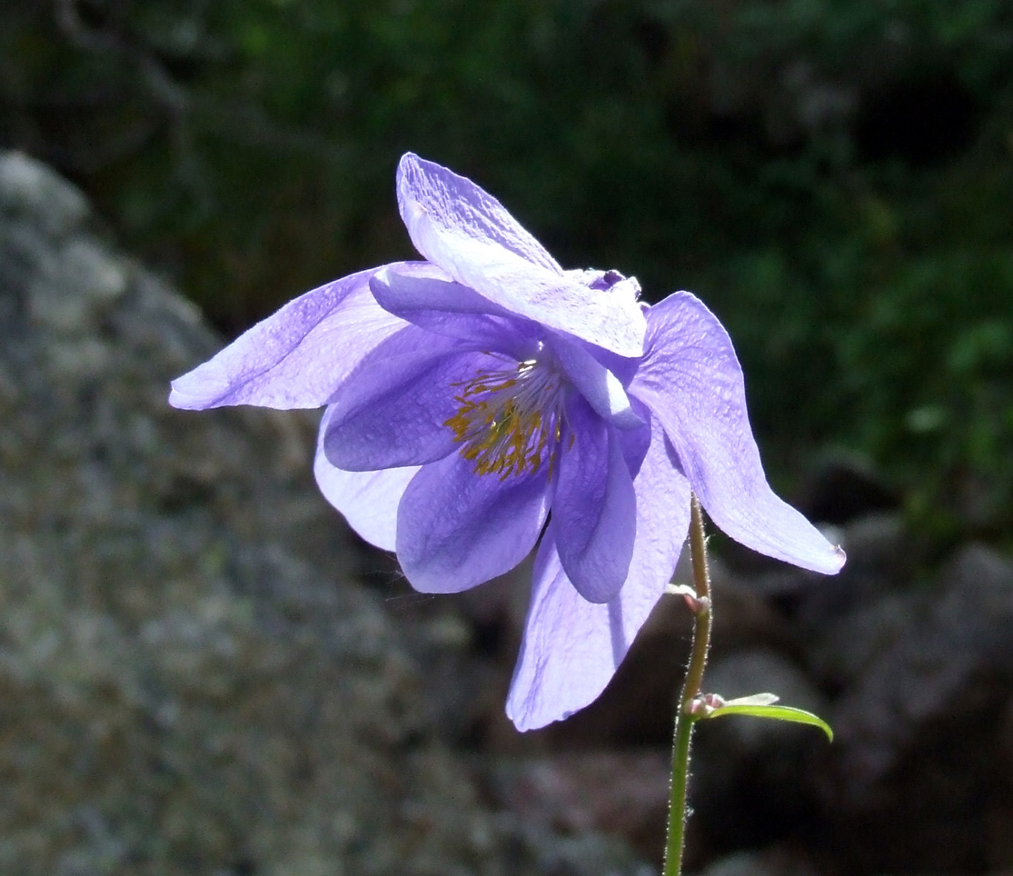 Image of Aquilegia glandulosa specimen.