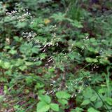 Deschampsia cespitosa