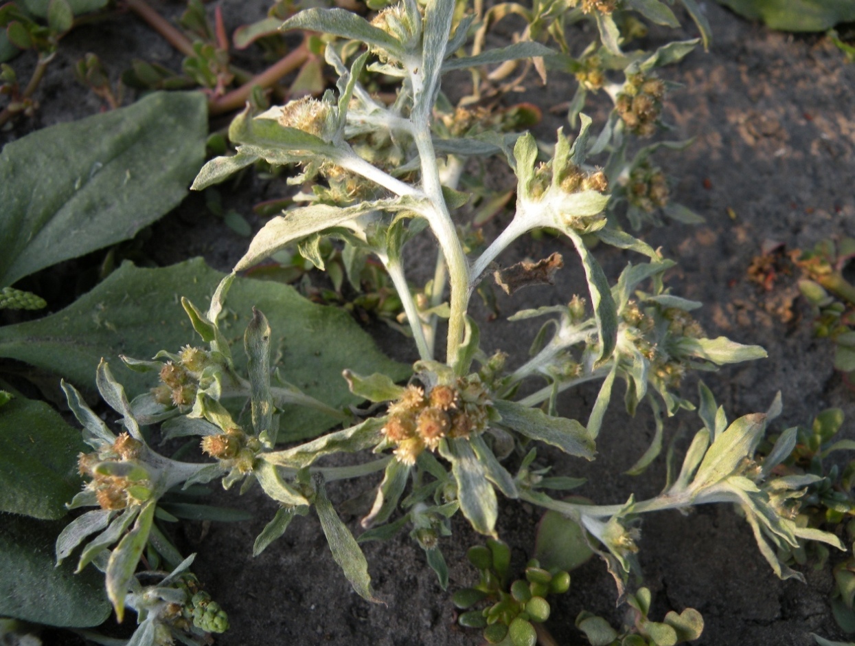 Image of Gnaphalium uliginosum specimen.