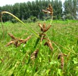 Bolboschoenus glaucus