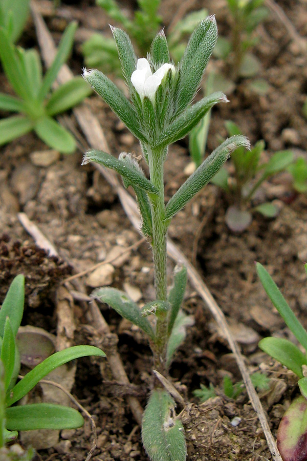 Image of Buglossoides arvensis specimen.