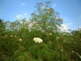 Sambucus nigra f. laciniata