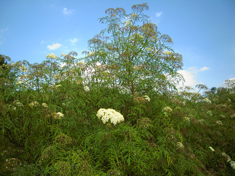 Image of Sambucus nigra f. laciniata specimen.